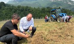 Safran soğanı hasadı başladı