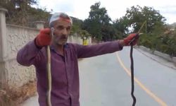 Yılanları elleriyle yakaladı