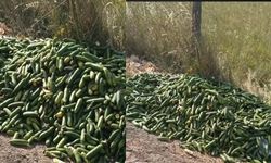 Salatalıkları sokağa attılar
