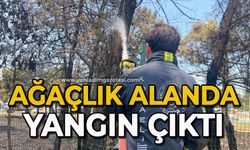 Ağaçlık alanda yangın çıktı