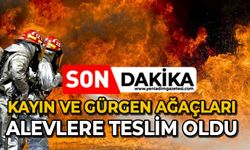 Kayın ve gürgen ağaçları alevlere teslim oldu