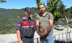 Yaralı halde bulunan karabatak ve karga yeniden doğaya salındı