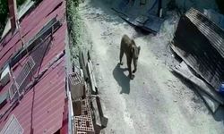 Yiyecek bulamayan ayılar mahalle ve köylere inmeye başladı
