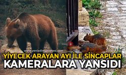Yiyecek arayan ayı ile sincaplar kameralara yansıdı