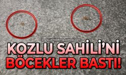 Kozlu Sahili’ni böcekler bastı!