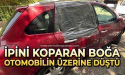 İpini koparan boğa 3 metre yükseklikten otomobilin üzerine düştü