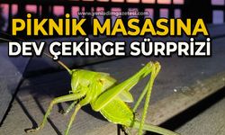 Piknik masasına dev çekirge sürprizi
