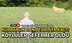 Kurbanlık dana tarlaya kaçtı, köylüler seferber oldu