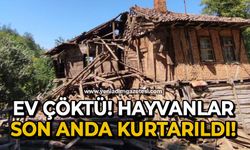 Ev çöktü, hayvanlar son anda kurtarıldı