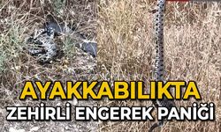 Ayakkabılıkta zehirli engerek paniği
