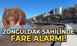 Zonguldak sahilinde fare alarmı: Vatandaş korkuyor