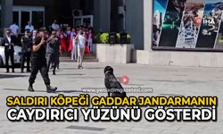 Saldırı köpeği Gaddar, jandarmanın caydırıcı yüzünü gösterdi