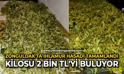 Zonguldak'ta Ihlamur Hasadı Tamamlandı: Kilosu 2 Bin TL'yi Buluyor