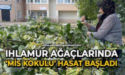 Ihlamur ağaçlarında ’mis kokulu’ hasat başladı