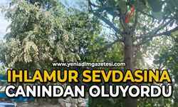Ihlamur sevdasına canından oluyordu