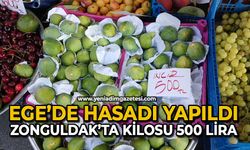 Ege’de hasadı yapıldı Zonguldak’ta kilosu 500 lira