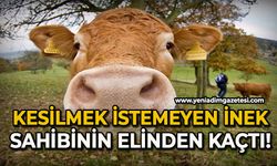 Kesilmek istemeyen inek sahibinin elinden kaçtı!
