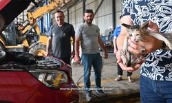 Yavru kedi kurtarma operasyonu