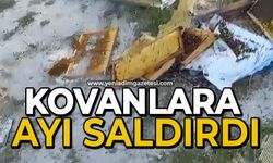 Kovanlarına ayı saldırdı: "Şükür bir tanesini parçalamış, ayımız medeniymiş"
