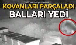 Ayılar arı kovanlarını parçalayıp balları yedi