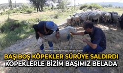 Başıboş köpekler sürüye saldırdı: "Köpeklerle bizim başımız belada"
