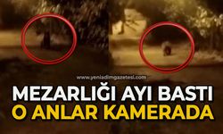 Mezarlığı ayı bastı