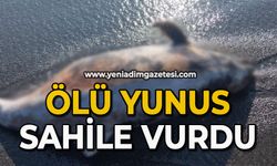 Ölü yunus sahile vurdu