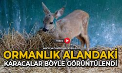 Ormanlık alandaki karacalar böyle görüntülendi