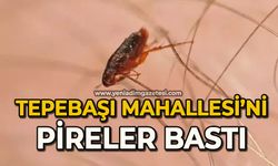 Tepebaşı Mahallesi'ni pireler bastı!