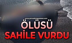 Ölüsü sahilde bulundu