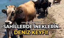 Sahillerde ineklerin deniz keyfi