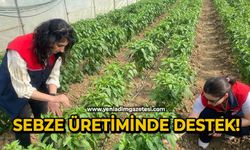 Sebze üretiminde destek