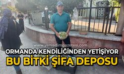 Ormanda kendiliğinden yetişiyor: Bu bitki şifa deposu!