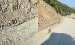 Ayağı kırık yavru ceylan için ekipler harekete geçti