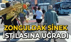Zonguldak sinek istilasına uğradı!