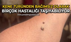 Kene, türünden bağımsız olarak birçok hastalığı taşıyabiliyor