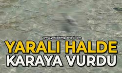 Yaralı halde karaya vurdu