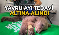 Yavru ayı tedavi altına alındı