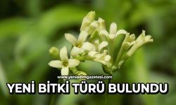 Yeni bitki türü bulundu