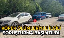 Köpek ölümleriyle ilgili soruşturma başlatıldı