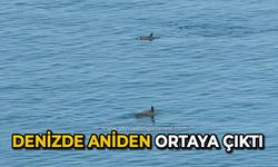 Denizde aniden ortaya çıktı