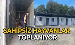 Sahipsiz hayvanlar toplanıyor