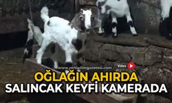Oğlağın ahırda salıncak keyfi kamerada