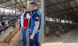 Kurbanların satış ve kesim yerleri mercek altında