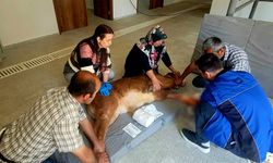 Doğum sırasında bacağı kırılan buzağı, başarılı ameliyatla hayata tutundu