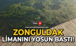 Zonguldak limanını yosun bastı!