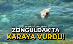 Zonguldak’ta karaya vurdu