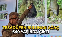 Tesadüfen bulunan ağaç 640 yaşında çıktı