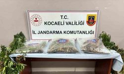 556 kök kenevir ve 5 kilo skunk ele geçirildi: 2 şüpheli tutuklandı