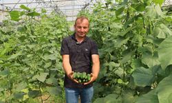 Modern seralarda hasat bereketi